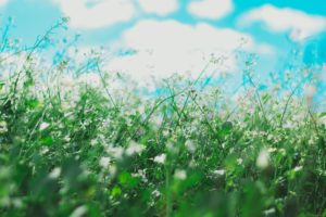 spring flowers causing allergies